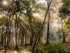 Rays of morning sun