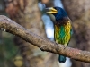 Great Barbet
