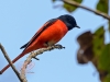 Scarlet Minivet (male)