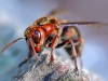 Wasp macro