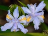 Iris close-up